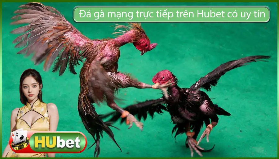 Đá gà mạng trực tiếp trên Hubet có uy tín