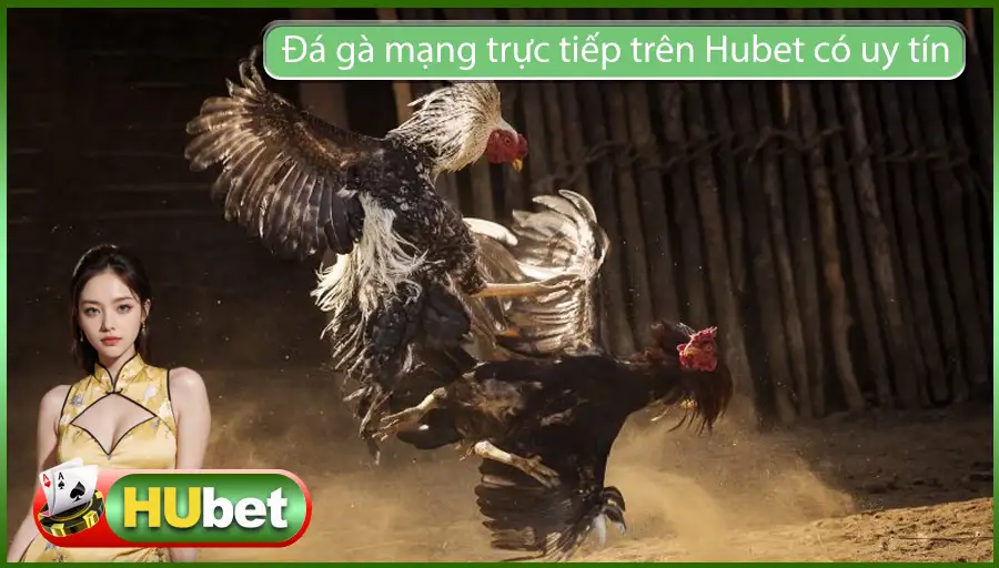 Đá gà mạng trực tiếp trên Hubet có uy tín