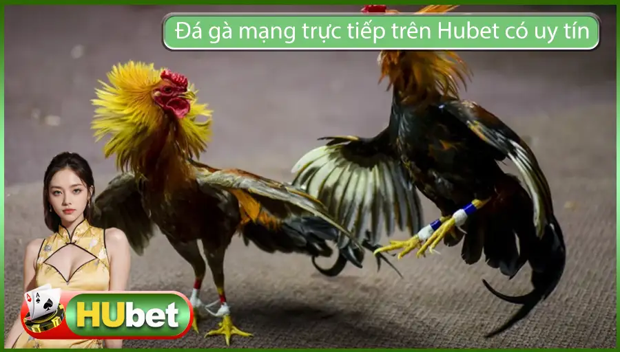 Đá gà mạng trực tiếp trên Hubet có uy tín