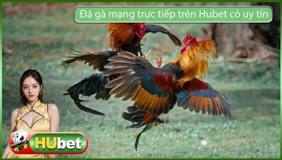 Đá gà mạng trực tiếp trên Hubet có uy tín