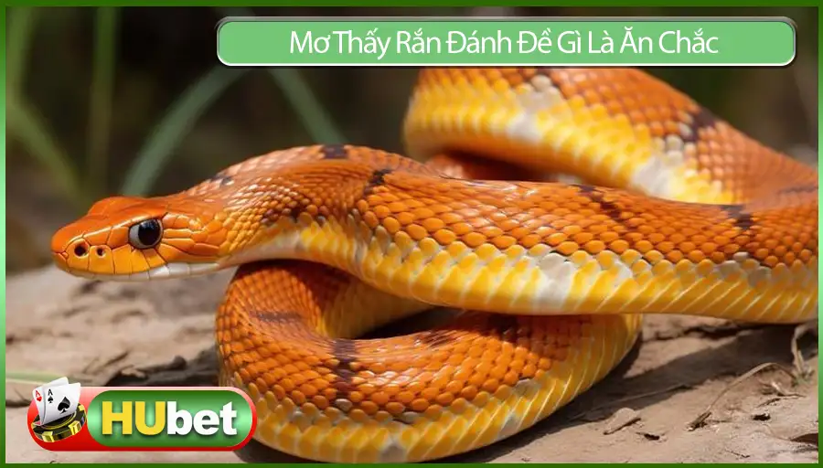 Mơ Thấy Rắn Đánh Đề Gì Là Ăn Chắc Dành Cho Lô Thủ