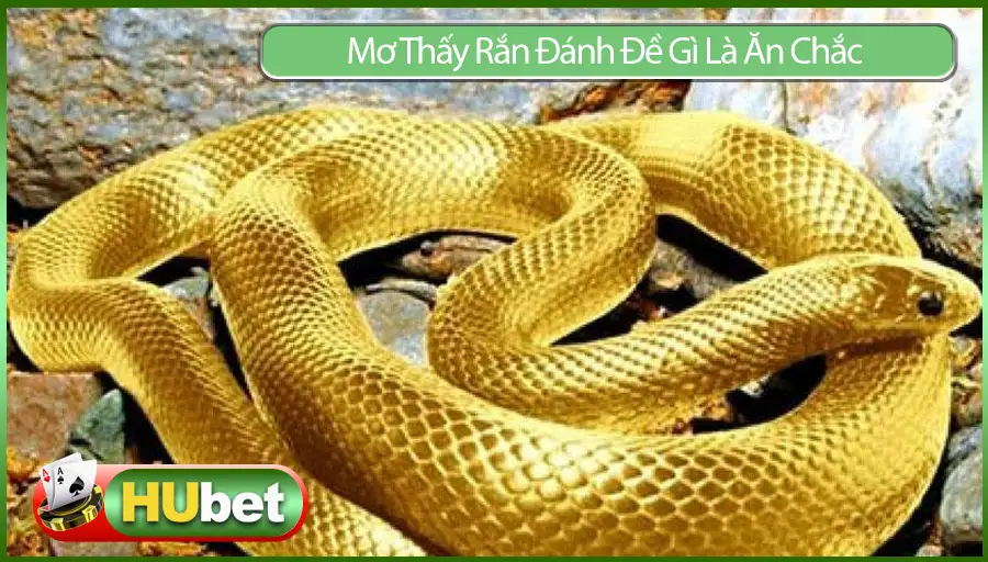 Mơ Thấy Rắn Đánh Đề Gì Là Ăn Chắc Dành Cho Lô Thủ