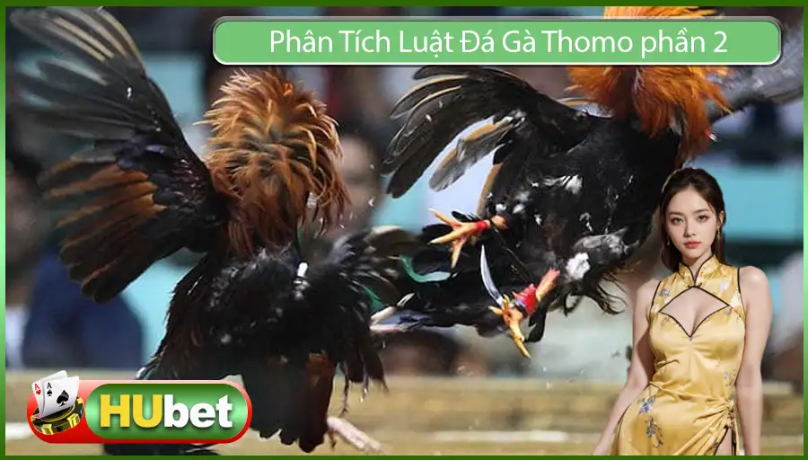 Phân Tích Luật Đá Gà Thomo - Những Thông Tin Cơ Bản Cần Biết