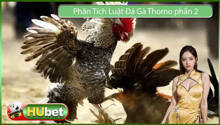 Phân Tích Luật Đá Gà Thomo - Những Thông Tin Cơ Bản Cần Biết